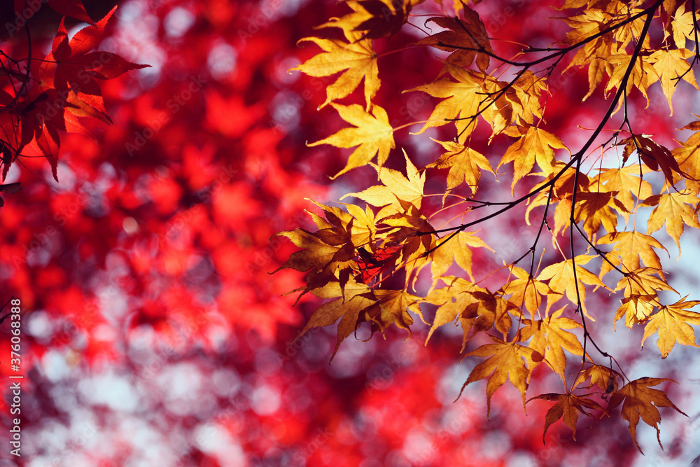 Japanese maple trees (acers) of red and yellows colours during their autumn display, Surrey, UK Japanese maple trees (acers) of red and yellows colours during their autumn display, Surrey, UK