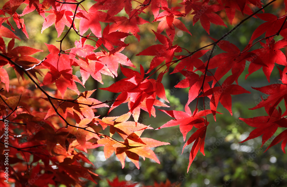 Japanese maple leaves of red and yellows colours during their autumn display, Surrey, UK Japanese maple leaves of red and yellows colours during their autumn display, Surrey, UK