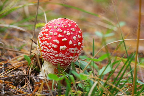 little red fly agaric in the forest