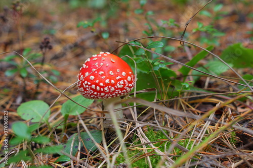 little red fly agaric in the forest