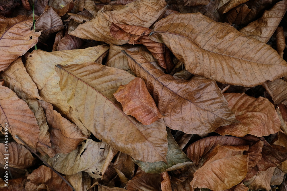 Leaves do not dry Leaves do not dry