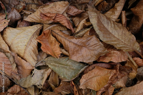 Leaves do not dry