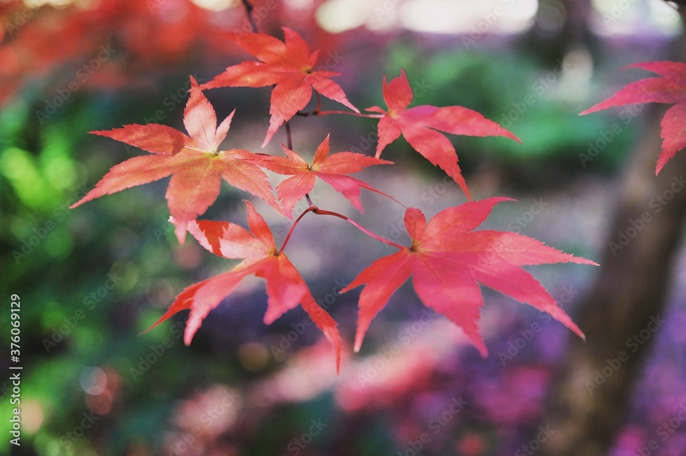 Japanese maple leaves of red and yellows colours during their autumn display, Surrey, UK Japanese maple leaves of red and yellows colours during their autumn display, Surrey, UK