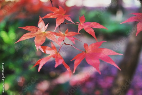 Japanese maple leaves of red and yellows colours during their autumn display, Surrey, UK