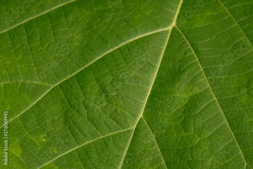 green leaves from shrub plants
