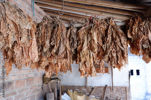 The dried tobacco leaves are lined up, with a brick wall background