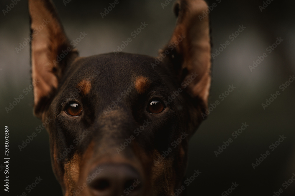 Close-up portrait of a dog. Doberman looks at the camera. Beautiful eyes of Doberman Pinscher chocolate color. Cute dog look. Doberman's ears perked up.
