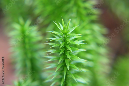 green prickly moss close up