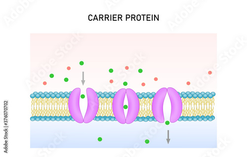 Active transport vector illustration. Substance movement  against concentration gradient