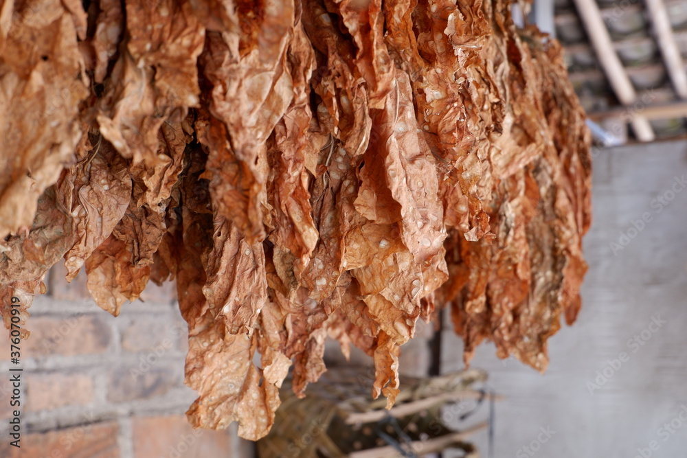 The dried tobacco leaves are lined up, with a brick wall background