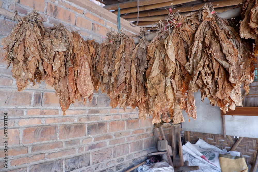 The dried tobacco leaves are lined up, with a brick wall background