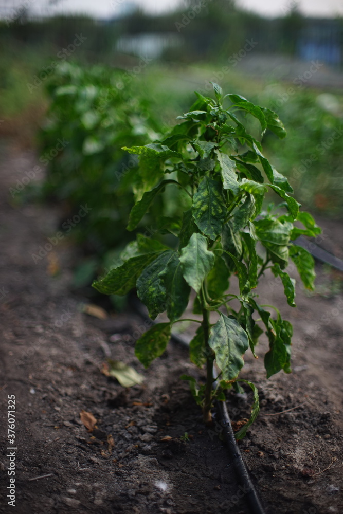 Obraz premium Fresh green bushes of sweet pepper grow in a row at summer garden