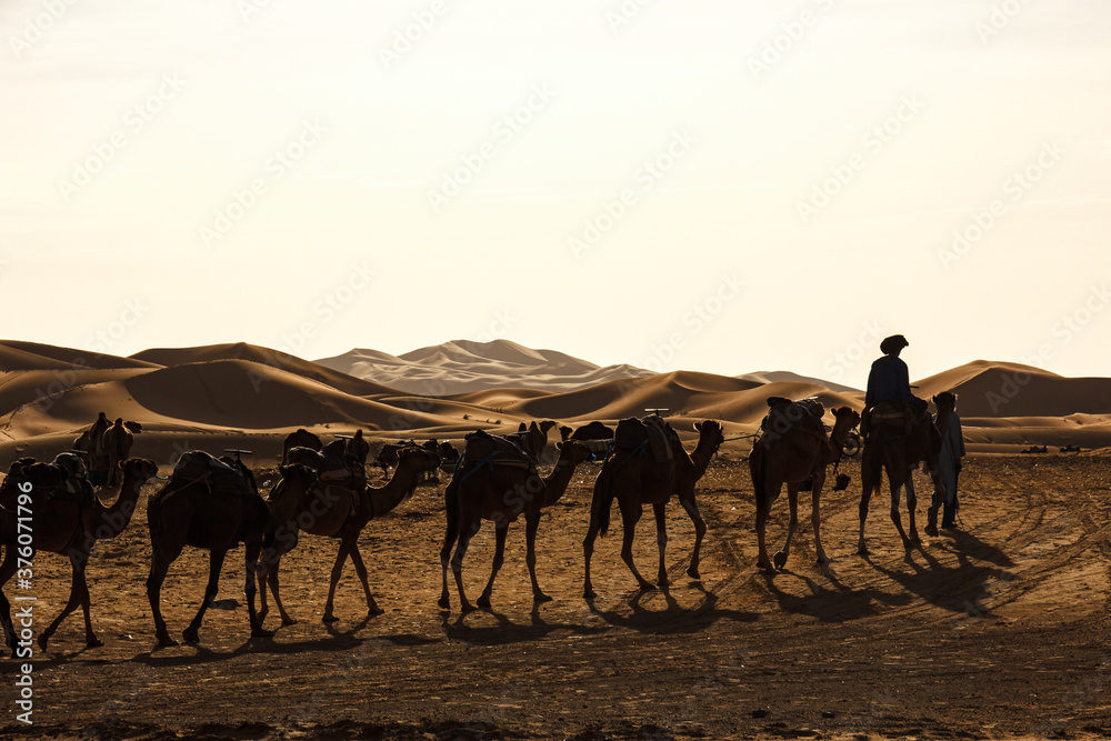 domestic dromedary in the desert in morocco at sunset