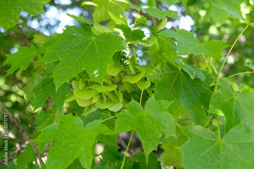 Bunch of fruits of Acer platanoides, also known as Norway maple. The fruit is a double samara with two winged seeds.