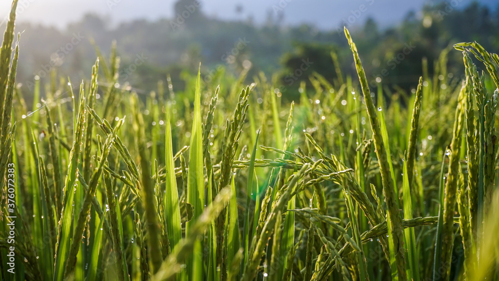 green grass and blue sky