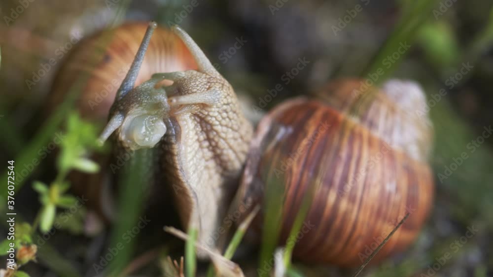 Snail on ground level macro photo Snail on ground level macro photo