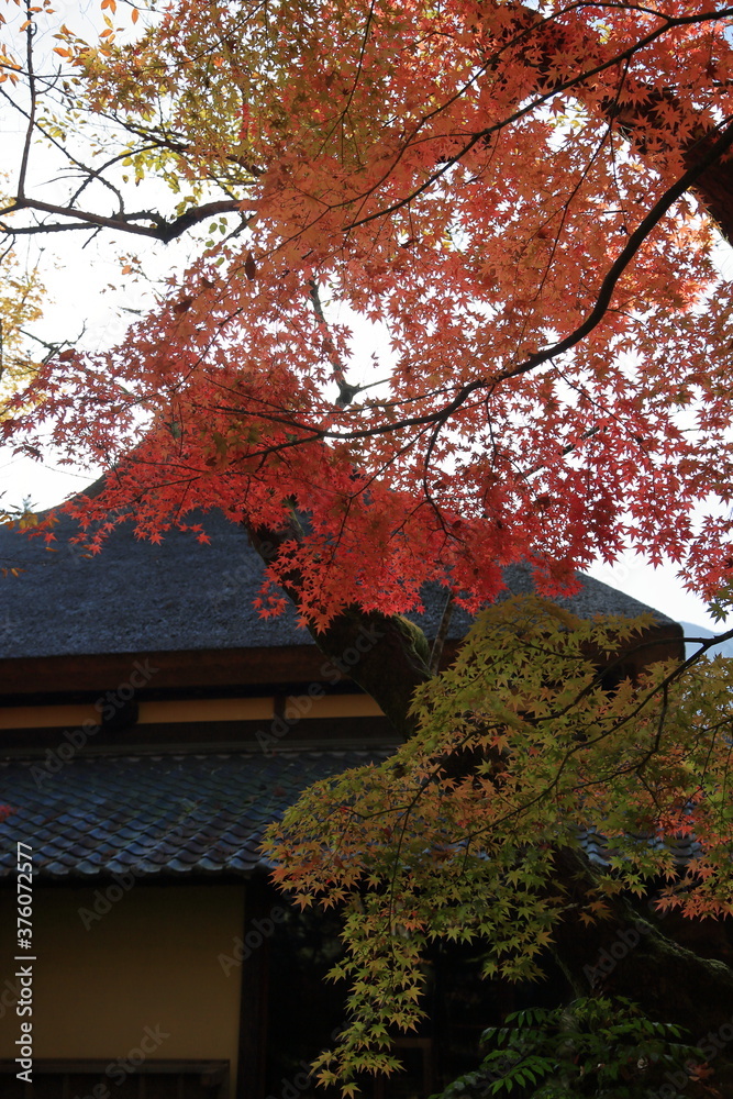 Autumn in YUFUIN Autumn in YUFUIN