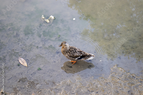 Anatra in riva al fiume photo