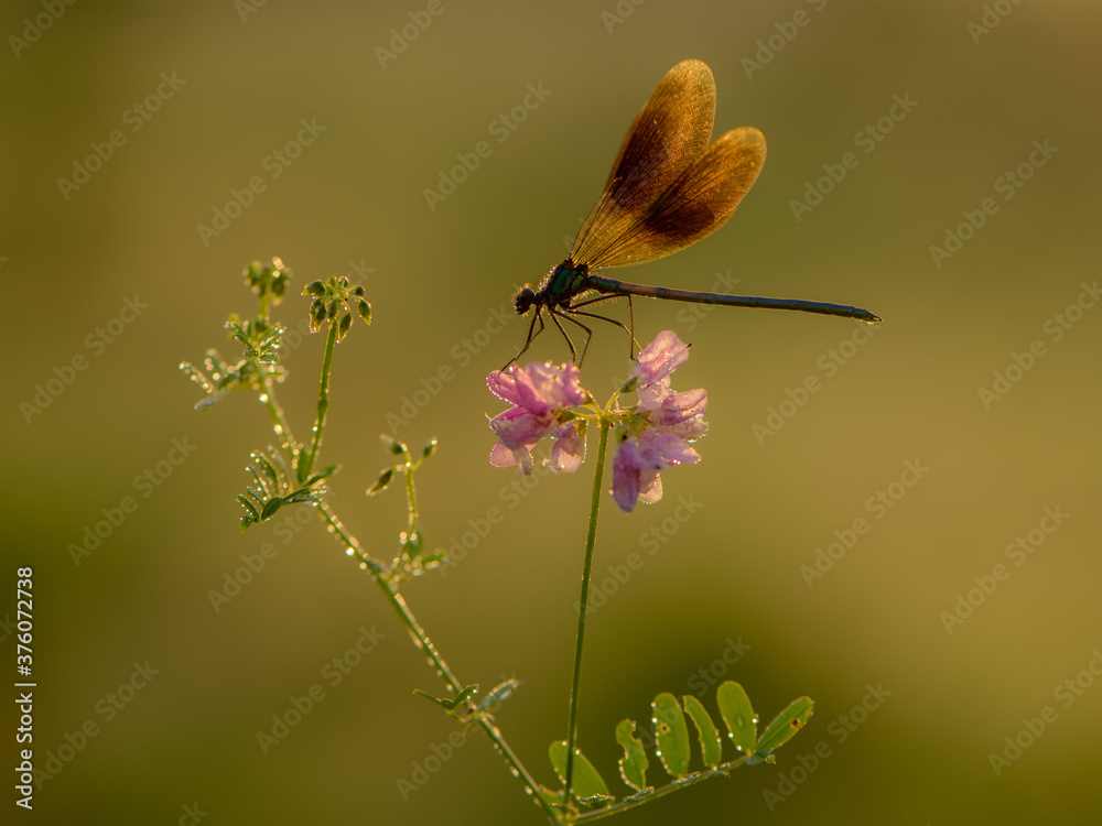 Beautiful Calopteryx splendens female on a flower morning dew summer with golden wings in the first rays of the sun