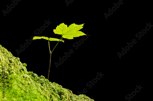 Sycamore sapling in the sunlight on a mossy forest floor. Acer pseudoplatanus, a young maple tree, native in Central Europe, growing on ground with moss, over black background. Close-up, macro photo.