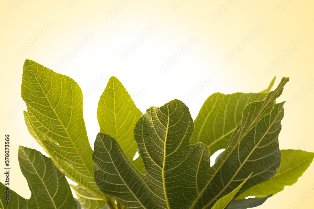 fig tree leaves illuminated by sun fig tree leaves illuminated by sun