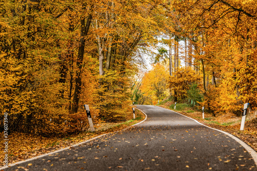 Fototapeta Naklejka Na Ścianę i Meble -  A winding road with loose fall leaves through autumn trees in germany rhineland palantino