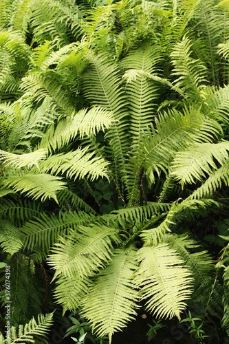Fototapeta Naklejka Na Ścianę i Meble -  Beautiful view green fern in the forest