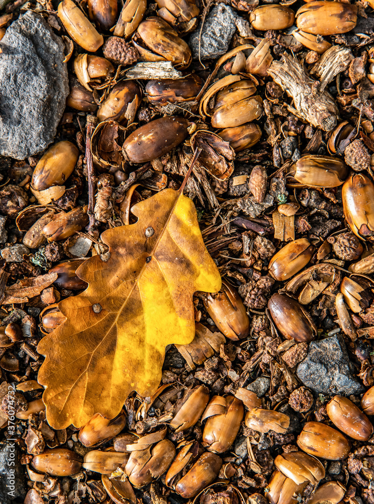 brown acorns on autumn leaves fall season background close up