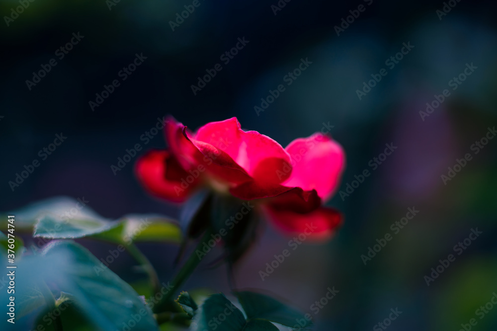 Red-rose Red-rose