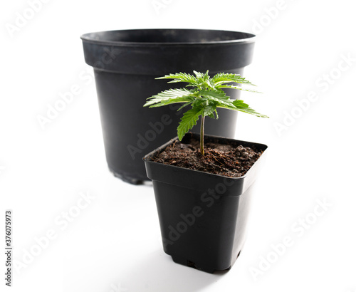 cannabis medical plant pot transplant