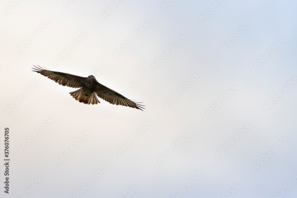 Obraz premium Aguila