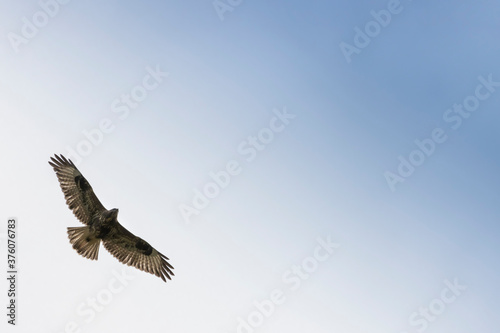 Aguila vuelo © ALVARO