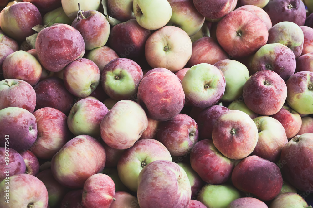 Many fresh, ripe and colorful apples. Autumn harvest. Many fresh, ripe and colorful apples. Autumn harvest.