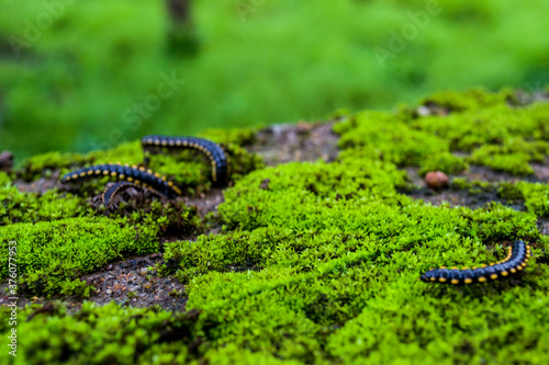 Beautiful Caterpillars Feeding on Fresh Moss