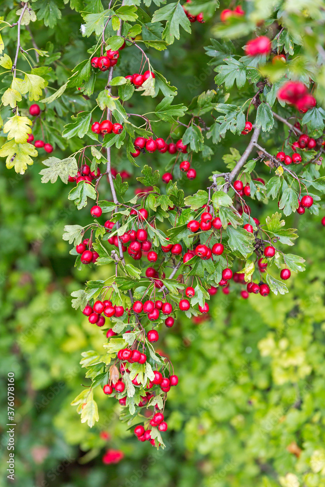 echte Mehlbeere, Sorbus aria echte Mehlbeere, Sorbus aria