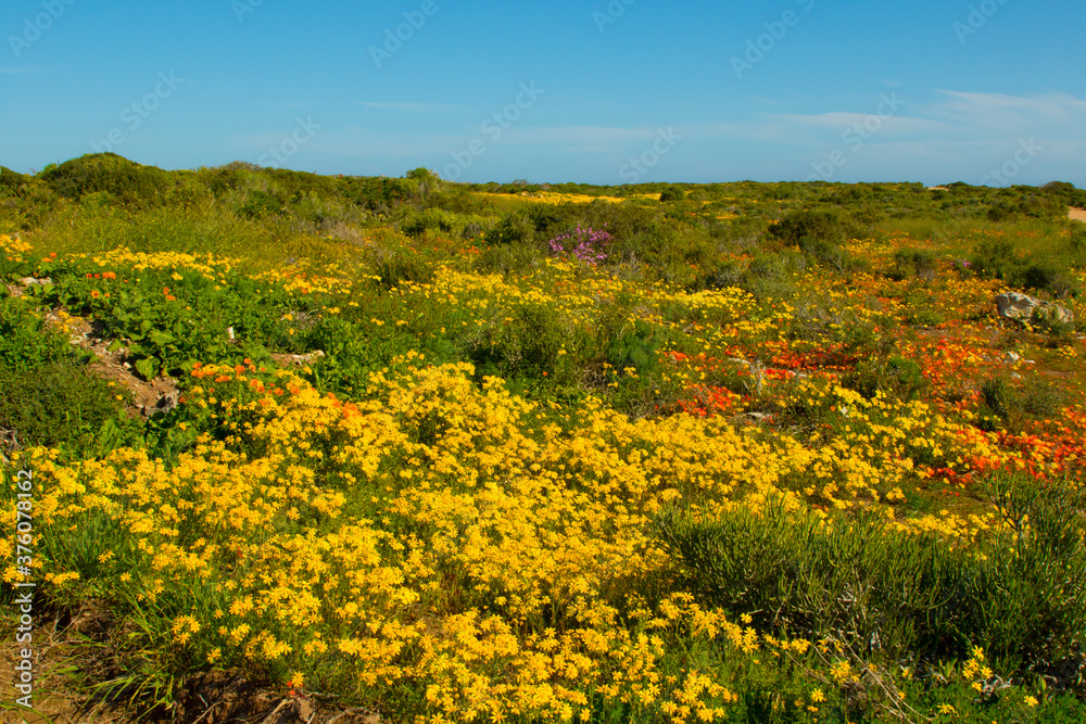 field of colorful wild flowers