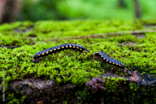 Beautiful Caterpillars Feeding on Monsoon Algae
