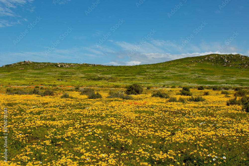 yellow and orange wild flowers in a field