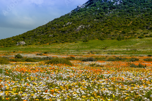 abundance of brilliantly colored wild flowers growing in west coast reserve photo