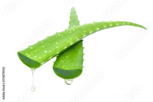 Close-up Aloe vera cutting leaf with aloe latex and water drops isolated on white background.