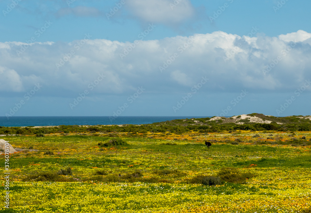 wild flowers in fields with sky