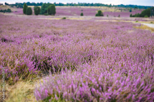 Large meadow with heather and green trees in the background