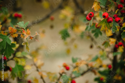 Bright red berries frame in autumn park. Fall copy space. Ripe Crataegus berries close up