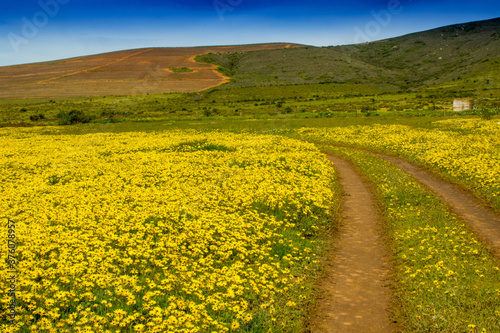 field of yellow wild flowers with farm track path