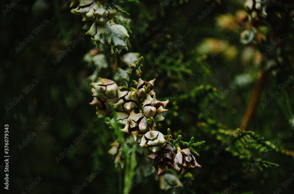Macro of green branch Platycladus with cones on dark background. Oriental thuja leaves in autumn close up. Macro of green branch Platycladus with cones on dark background. Oriental thuja leaves in autumn close up.