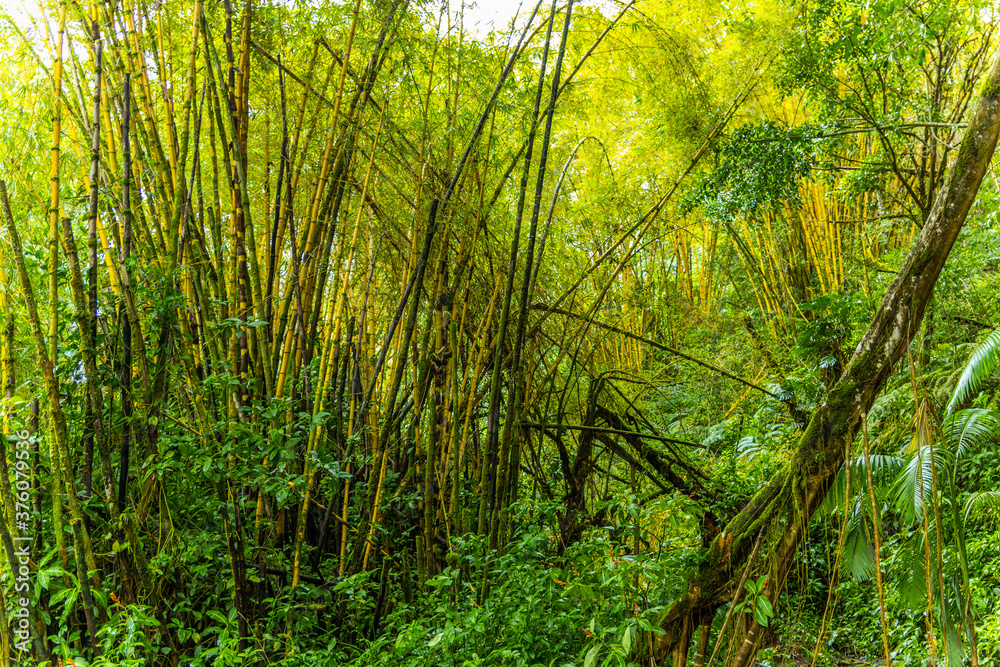 Amazing green forest. Hawaii island Amazing green forest. Hawaii island