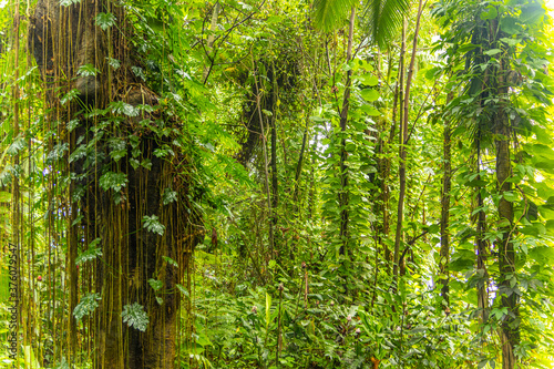 Amazing green forest. Hawaii island