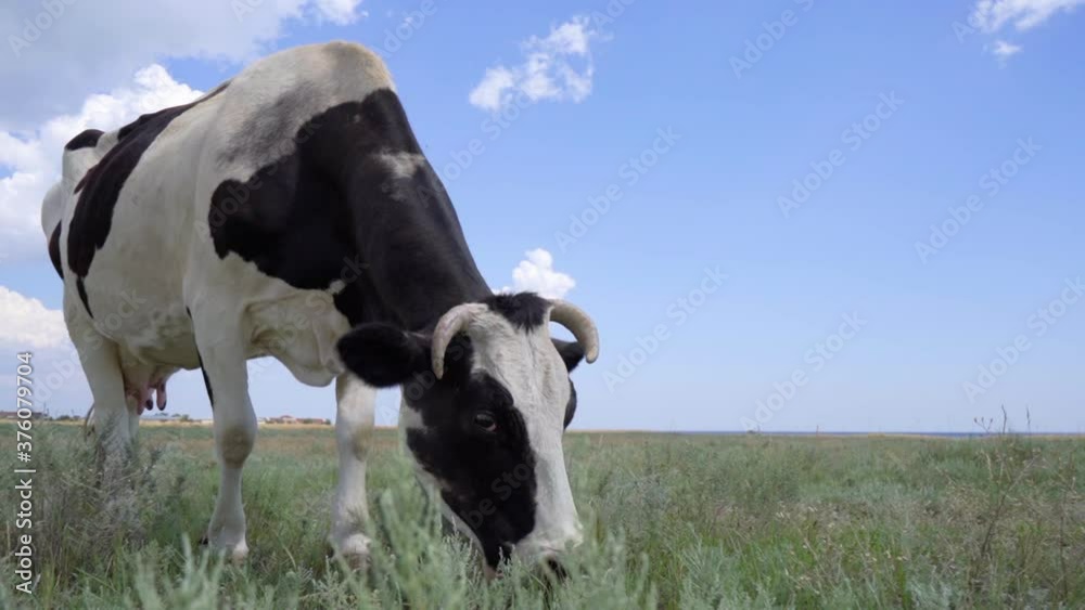 Black And White Cow Grazing On The Meadow. Farm and Livestock Black And White Cow Grazing On The Meadow. Farm and Livestock