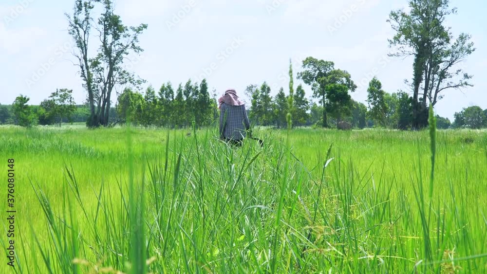 Rear view and copy space. A farmer wearing a hat. Walking in the rice field of Thailand. Rear view and copy space. A farmer wearing a hat. Walking in the rice field of Thailand.