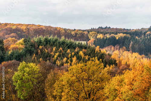 Beautiful orange and red autumn forest, many trees on the orange hills germany rhineland palantino
